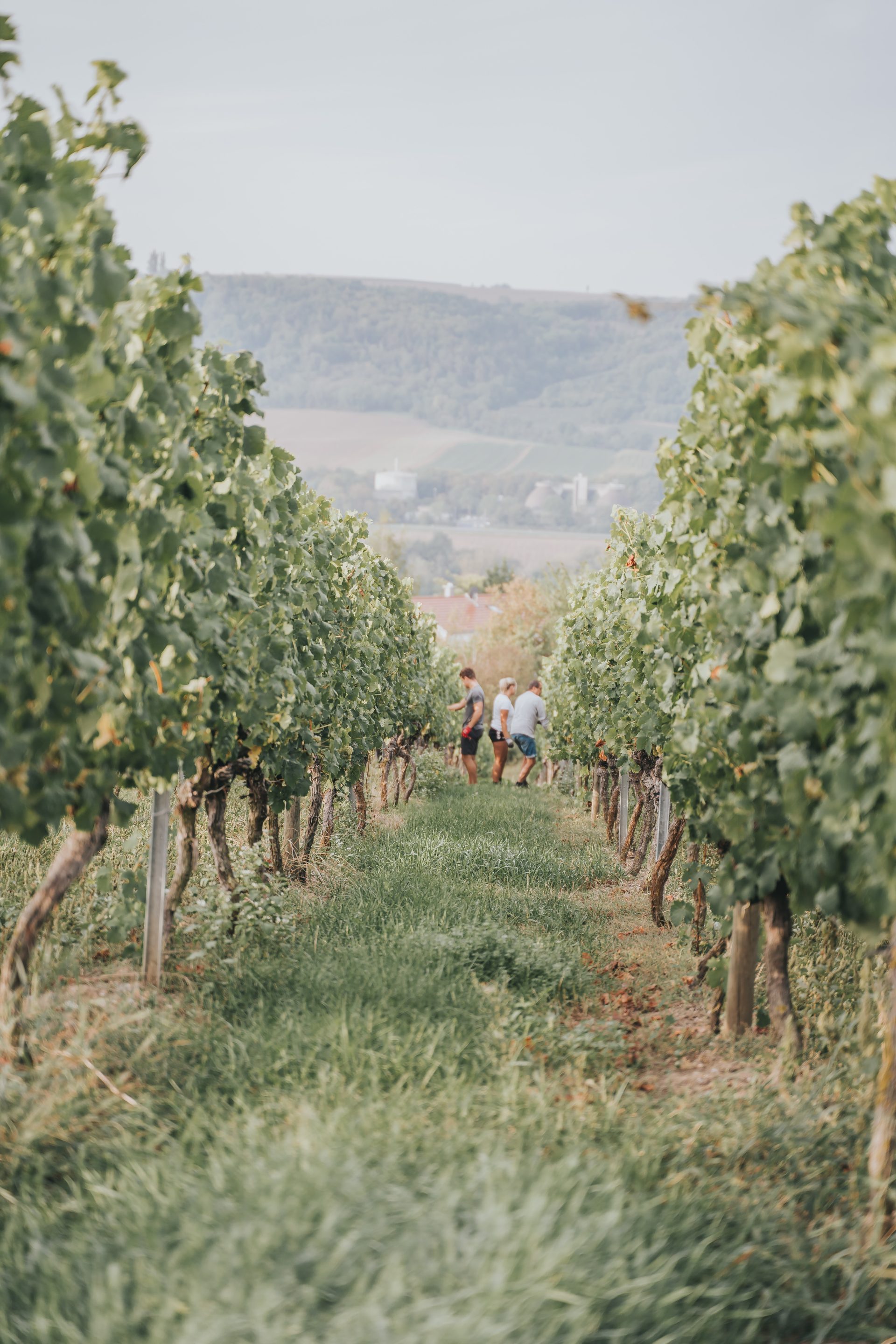 Unsere Weine